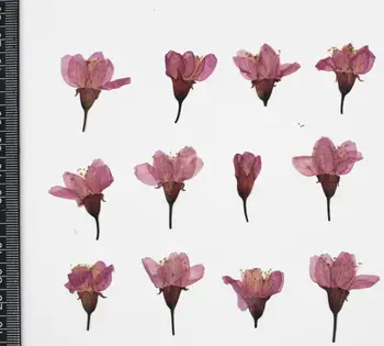 120pcs Stlačené Sušené Sakura Cherry kvetov Rastlín Herbarium Pre Živicové Šperky Čo Pohľadnicu Rám Telefónu Prípade Plavidlá typu 